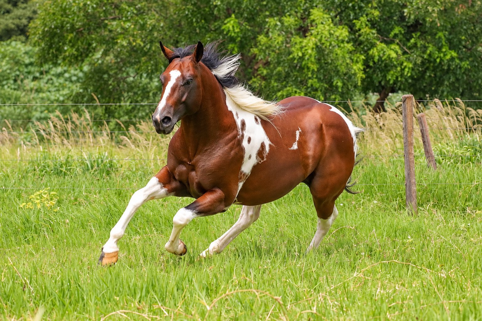 Pepeu Playboy — garanhão principal da Haras Soubhia